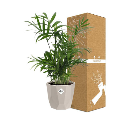 Kamerplant - Chamaedorea - Pot Ø 14cm