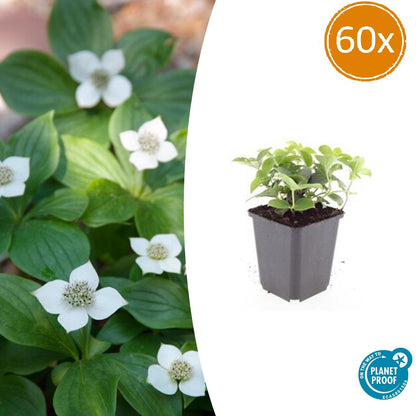 Buitenplant 60x Cornus canadensis - Pot Ø 9cm Hoogte ↕ 10-25cm