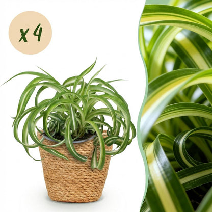 Kamerplant 4x Chlorophytum comosum Bonnie - Krullende Graslelie - Pot Ø 12cm Hoogte ↕ 20cm