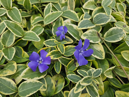 Buitenplant 48x Vinca minor 'Blue and Gold' - Bodembedekker - Pot Ø 9cm Hoogte ↕ 10-25cm