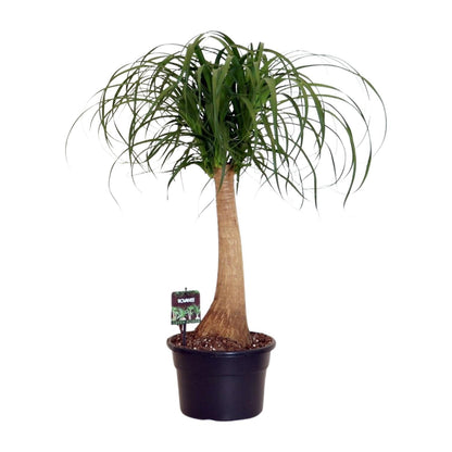 Kamerplant - Beaucarnea Nolina - Pot Ø 23cm Hoogte ↕ 60cm