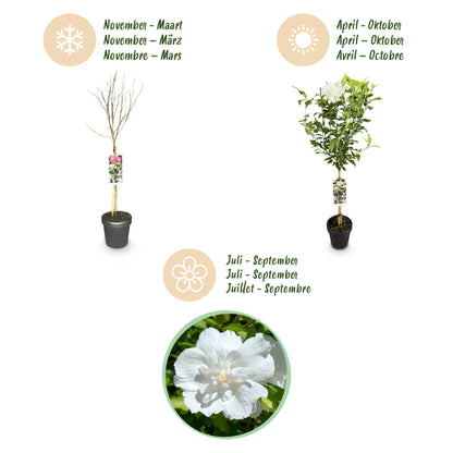 Buitenplant - Hibiscus syriacus 'White Chiffon®' op stam - Bloeiend - Pot Ø 19cm Hoogte ↕ 90cm