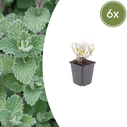 Buitenplant 6x Calamintha nepeta - Bloeiend - Pot Ø 9cm Hoogte ↕ 10-25cm