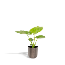 Kamerplant - Alocasia Macrorrhiza - Inclusief sierpot - Pot Ø 19cm Hoogte ↕ 70cm