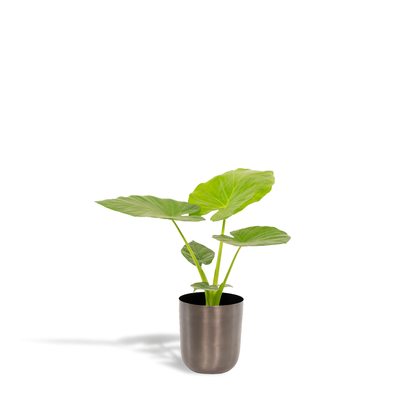 Kamerplant - Alocasia Macrorrhiza - Inclusief sierpot - Pot Ø 19cm Hoogte ↕ 70cm