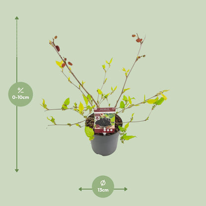 Buitenplant - Morus mat. 'Mojo Berrie' - Pot Ø 13cm Hoogte ↕ 10cm