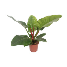 Kamerplant - Philodendron Imperial Green - Pot Ø 17cm Hoogte ↕ 60cm