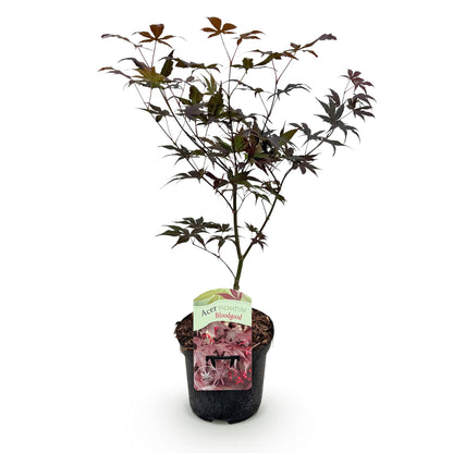 Buitenplant - Acer palmatum Bloodgood - Winterhard - Pot Ø 19cm Hoogte ↕ 70cm