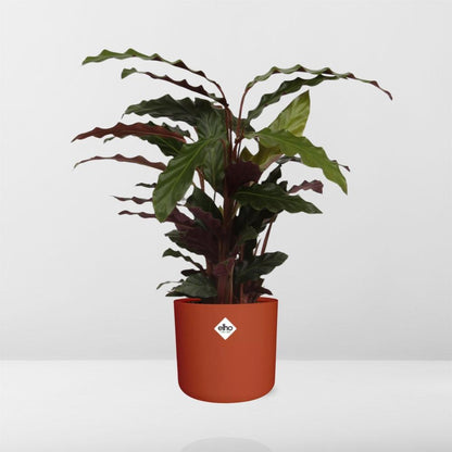 Kamerplant - Calathea Rufibarba 'Tropistar' - Pot Ø 14cm