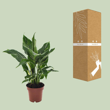 Kamerplant - Spathiphyllum Diamond - Pot Ø 12cm Hoogte ↕ 40cm