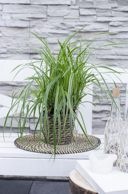 Buitenplant 3x Carex morrowii 'Ice Dance' - Pot Ø 14cm Hoogte ↕ 30cm