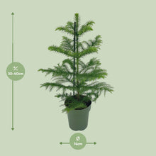 Kamerplant - Araucaria Heterophylla - Pot Ø 14cm Hoogte ↕ 40cm