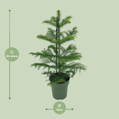 Kamerplant - Araucaria Heterophylla - Pot Ø 14cm Hoogte ↕ 40cm