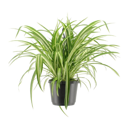 Kamerplant - Chlorophytum Comosum Variegatum - Pot Ø 17cm Hoogte ↕ 30cm