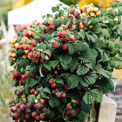 Buitenplant 2x Rubus Mailing Promise - Framboos Rode Vrucht - Pot Ø 11cm Hoogte ↕ 40cm