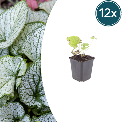 Buitenplant 12x Brunnera macrophylla 'Jack Frost' - Pot Ø 9cm Hoogte ↕ 10-25cm