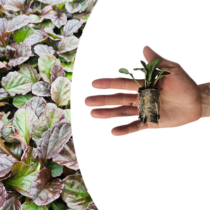 Buitenplant 6x Ajuga reptans - Bloeiend - Pot klein Hoogte ↕ variabel