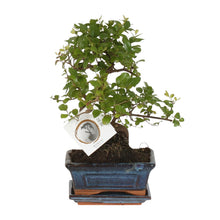 Kamerplant - Bonsai Sageretia S-vorm - Pot Ø 15cm Hoogte ↕ 15cm