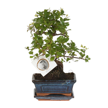 Kamerplant - Bonsai Sageretia S-vorm - Pot Ø 15cm Hoogte ↕ 15cm