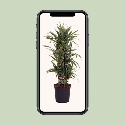 XL plant Dracaena Fragrans Warneckei - Luchtzuiverend - Pot Ø 27cm Hoogte ↕ 110cm