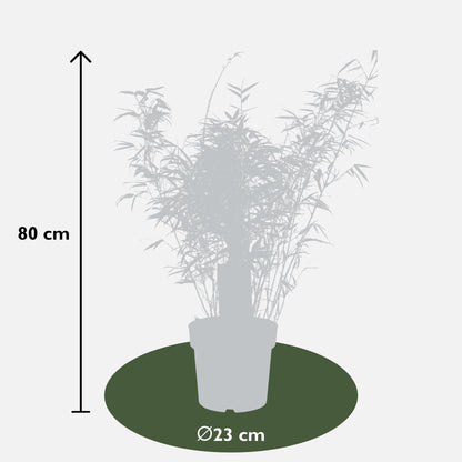Buitenplant - Fargesia rufa - Niet-Woekerende Bamboe - Pot Ø 29cm Hoogte ↕ 80cm