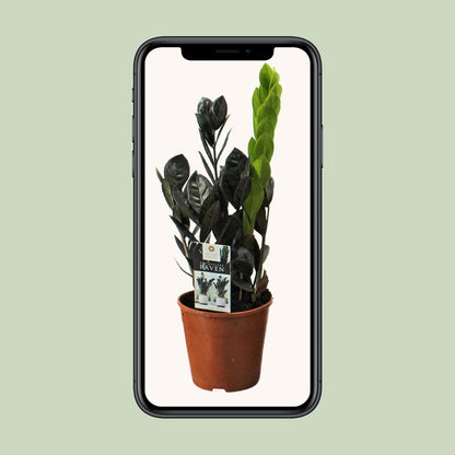 Kamerplant - Zamioculcas Raven - Pot Ø 14cm Hoogte ↕ 45cm