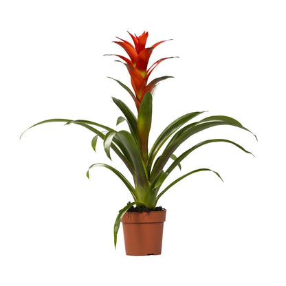 Kamerplant - Guzmania Ostara - Pot Ø 12cm Hoogte ↕ 45cm
