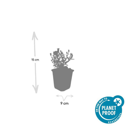 Buitenplant 48x Aster (D) 'Prof. Anton Kippenberg' - Bloeiend - Pot Ø 9cm Hoogte ↕ 10-25cm