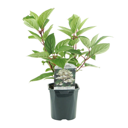 Buitenplant - Hydrangea panniculata 'Wims Red' - Bloeiend - Pot Ø 17cm Hoogte ↕ 50cm