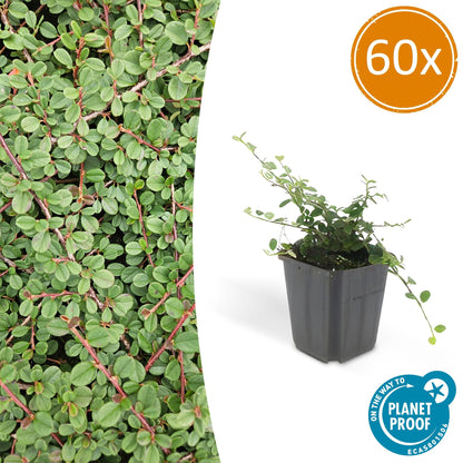 Buitenplant 60x Cotoneaster pr. 'Queen of Carpets' - Pot Ø 9cm Hoogte ↕ 10-25cm