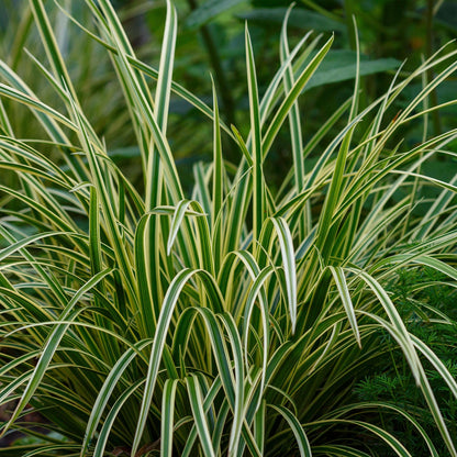 Buitenplant 4x Carex morrowii 'Ice Dance' - Bladhoudend - Pot Ø 17cm Hoogte ↕ 50cm