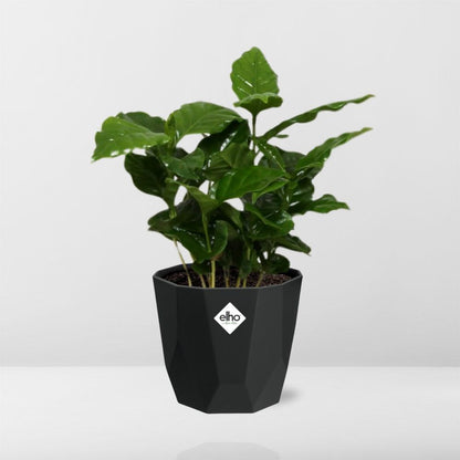 Kamerplant - Coffea Arabica - Pot Ø 14cm