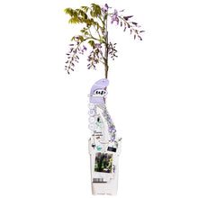 Buitenplant - Wisteria sinensis Caroline - Paarse Regen - Pot Ø 15cm Hoogte ↕ 65cm