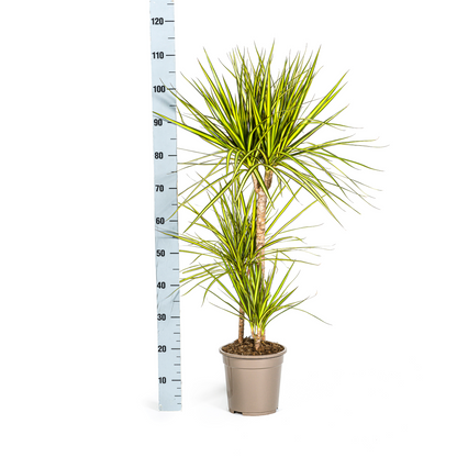 Kamerplant - Dracaena Marginata Sunray - Pot Ø 21cm Hoogte ↕ 100-110cm