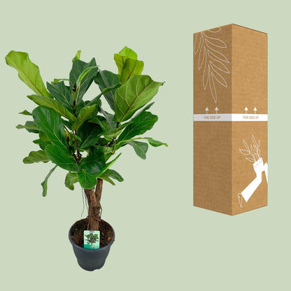 Kamerplant - Ficus Lyrata - Pot Ø 26cm Hoogte ↕ 100cm