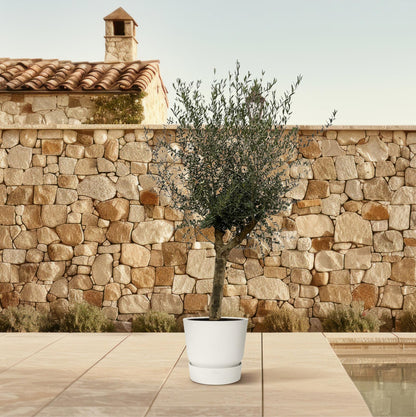 XL plant - Olea europaea - Pot Ø 45cm Hoogte ↕ 200cm