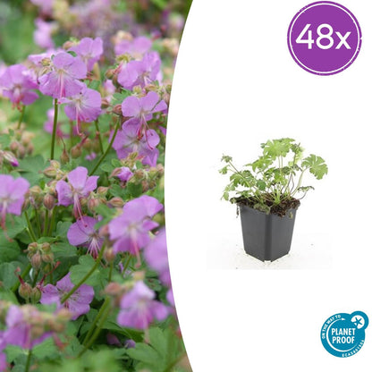 Buitenplant 48x Geranium cant. 'Cambridge' - Bloeiend - Pot Ø 9cm Hoogte ↕ 10-25cm
