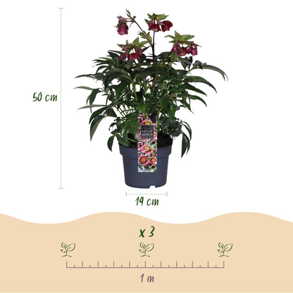 Buitenplant - Helleborus Dacaya - Bloeiend - Pot Ø 19cm Hoogte ↕ 50cm