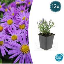 Buitenplant 12x Aster (D) 'Prof. Anton Kippenberg' - Bloeiend - Pot Ø 9cm Hoogte ↕ 10-25cm