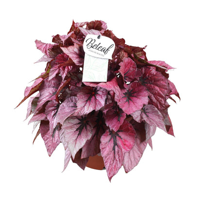 Kamerplant - Begonia Beleaf Indian Summer - Pot Ø 17cm Hoogte ↕ 32cm