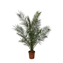 XL plant - Phoenix Canariensis - Pot Ø 24cm Hoogte ↕ 180cm