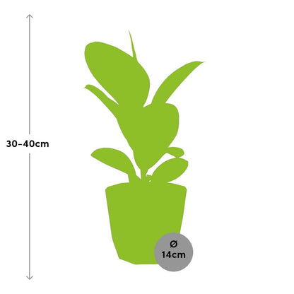 Kamerplant - Ficus Elastica 'Robusta' - Pot Ø 14cm