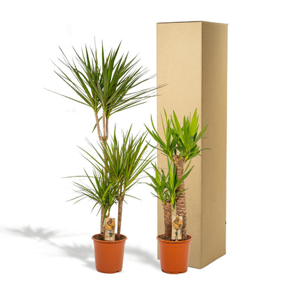 Kamerplant - Dracaena en Yucca combi - Pot Ø 21cm Hoogte ↕ 120cm