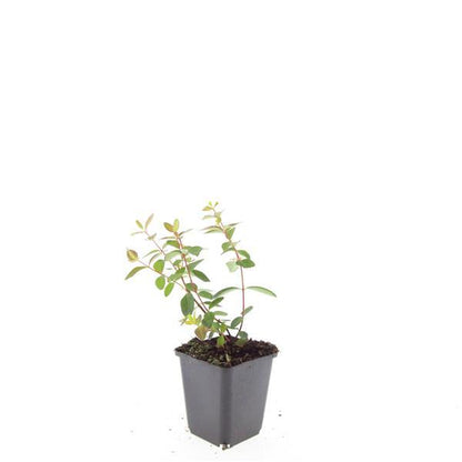 Buitenplant 24x Hypericum dummeri 'Peter Dummer' - Bloeiend - Pot Ø 9cm Hoogte ↕ 10-25cm