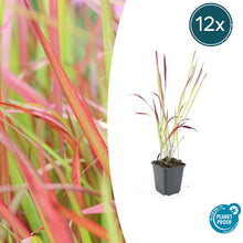 Buitenplant 12x Imperata cylindrica 'Red Baron' - Pot Ø 9cm Hoogte ↕ 10-25cm