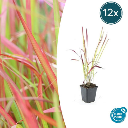 Buitenplant 12x Imperata cylindrica 'Red Baron' - Pot Ø 9cm Hoogte ↕ 10-25cm