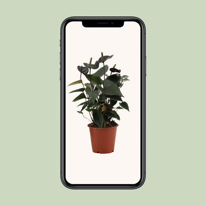 Kamerplant - Anthurium Black Love - Pot Ø 12cm Hoogte ↕ 36cm
