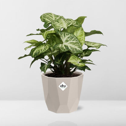 Kamerplant - Syngonium Arrow - Pot Ø 14cm