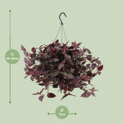 Kamerplant - Tradescantia Jewel Red - Pot Ø 17cm Hoogte ↕ 25cm