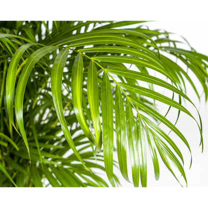 XL kamerplant - Dypsis Areca lutescens - Luchtzuiverend - Pot Ø 27cm Hoogte ↕ 150-170cm